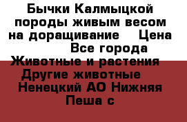 Бычки Калмыцкой породы живым весом на доращивание. › Цена ­ 135 - Все города Животные и растения » Другие животные   . Ненецкий АО,Нижняя Пеша с.